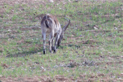 KODAK Digital Still Camera